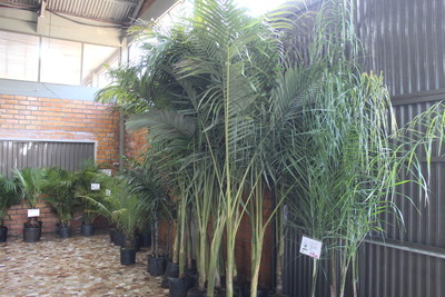 Feira de Mudas do Rotary Clube de Laranjeiras do Sul começa nesta terça-feira (30)