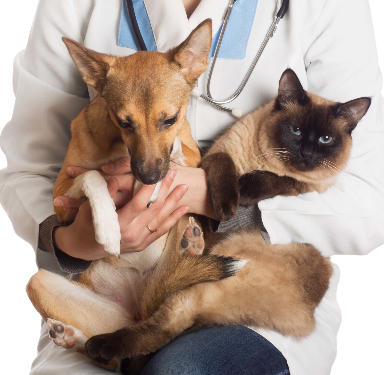 CastramÃ³vel inicia atividades nesta quarta-feira (21)