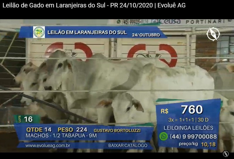 Sociedade Rural de Laranjeiras do Sul comercializa mais de 700 animais em leilÃ£o virtual