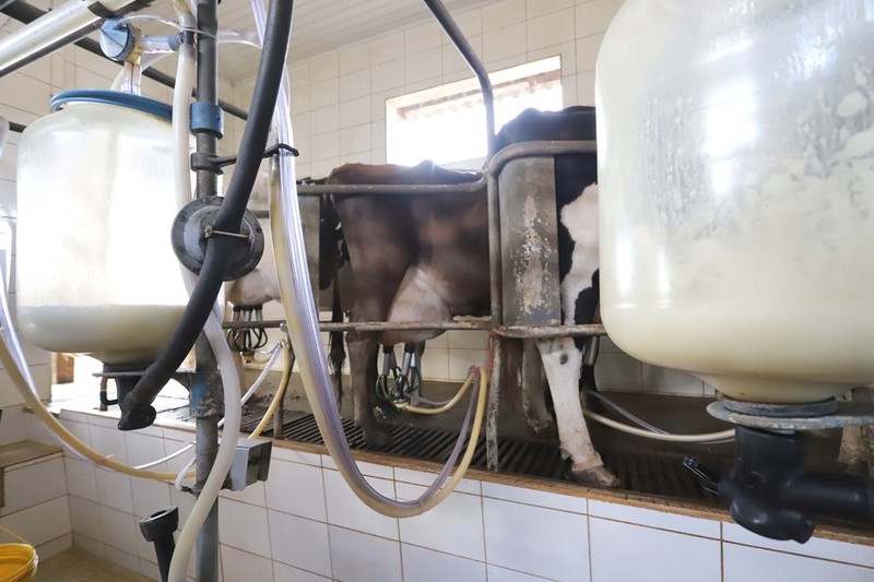 Conseleite- PR prevÃª queda no preÃ§o do litro do leite pago ao produtor e produtos lÃ¡cteos 
