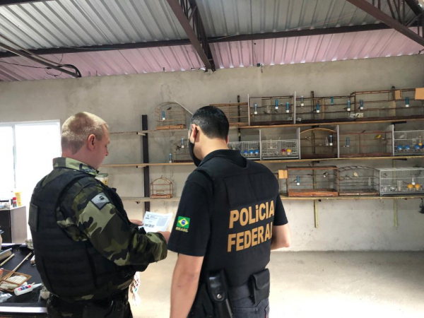 PF deflagra operaÃ§Ã£o de combate a trÃ¡fico de animais silvestres