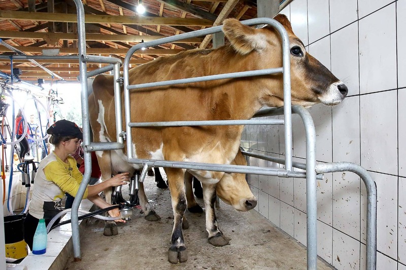 PreÃ§o do leite e derivados em queda Ã© analisado em Boletim AgropecuÃ¡rio