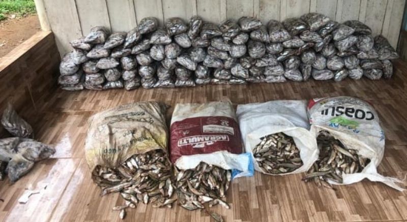 P. Barreiro: ForÃ§a Verde apreende 1.410 metros de redes e 273 Kg de pescados