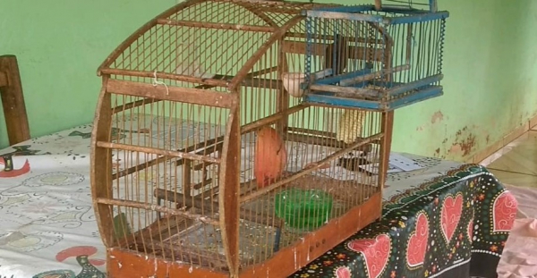 PolÃ­cia Ambiental apreende 50 aves nativas e aplica R$ 30 mil em multas no interior do ParanÃ¡