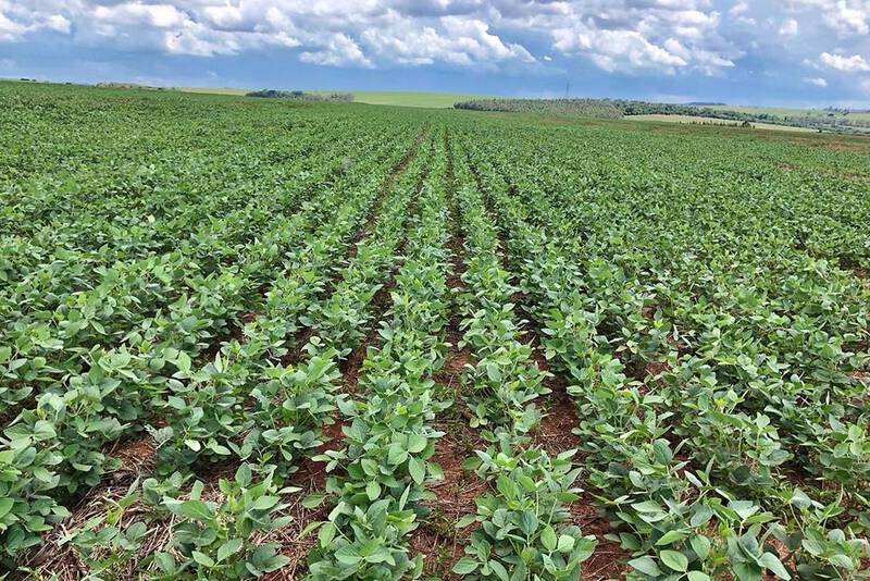 Lodo de esgoto beneficia agricultores hÃ¡ 10 anos