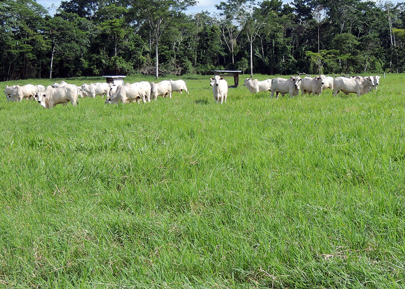 Forrageiras adaptadas evitam desmatamento de 23 milhÃµes de hectares na AmazÃ´nia