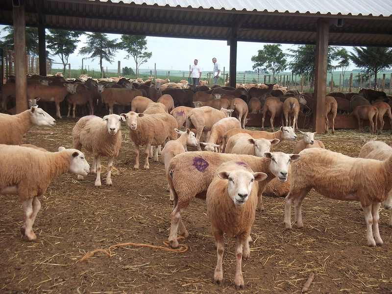 DERAL - Boletim agropecuÃ¡rio aborda a ovinocultura paranaense