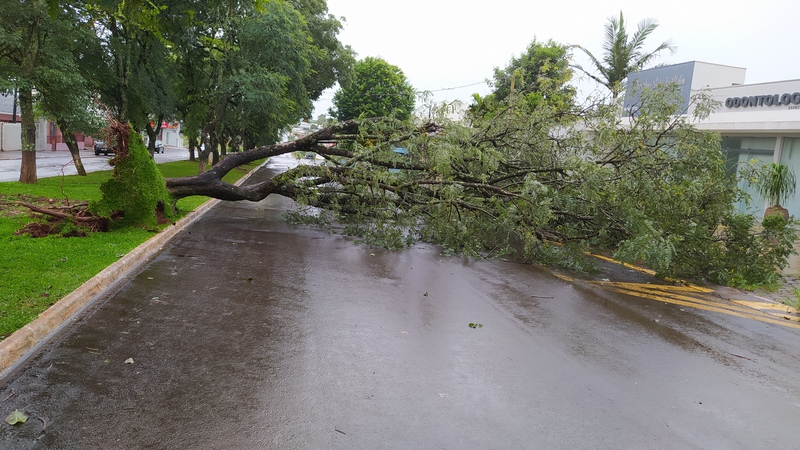 Laranjeiras: Árvore de grande porte cai na Av. Santos Dumont