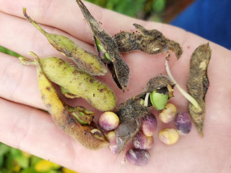 Cantu - Excesso de chuvas faz soja germinar, grÃ£os arderem e plantas abortarem vagens