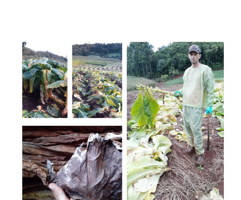 Produtores de tabaco tambÃ©m tem prejuÃ­zos com excesso de chuva do mÃªs de Janeiro - PreÃ§os nÃ£o agradam 