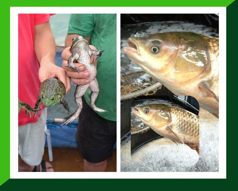 Feira do peixe vivo e rÃ£ em Virmond serÃ¡ na nesta sexta-feira (19/02)