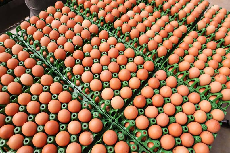 DERAL - PreÃ§o do ovo aumenta em fevereiro para produtor, atacado e varejo