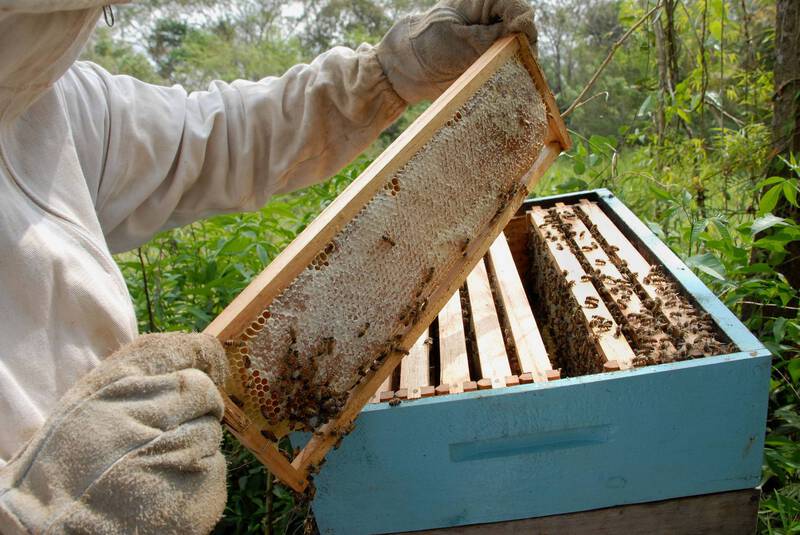 ParanÃ¡ inicia 2021 como segundo maior exportador de mel in natura