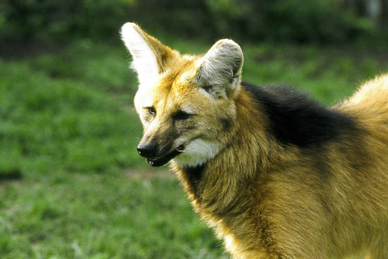 Guia do IAT explica as diferenÃ§as entre animais nativos e exÃ³ticos