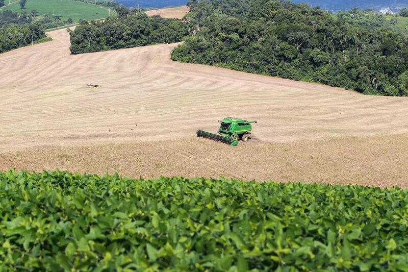 DERAL - Boletim Agropecuário destaca início da colheita do feijão no Paraná