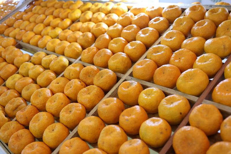 Terceiro maior produtor nacional, ParanÃ¡ comeÃ§a colheita da tangerina