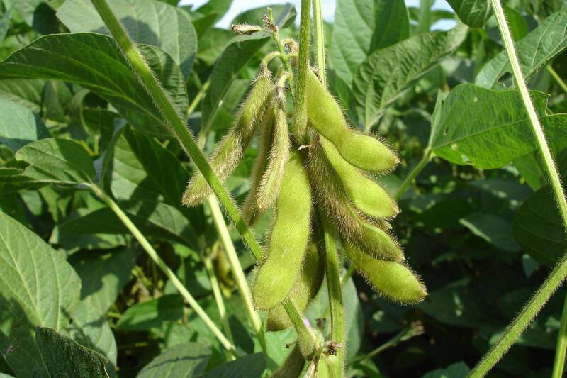 Agricultura alerta que prazo para colheita da soja termina neste sÃ¡bado no ParanÃ¡