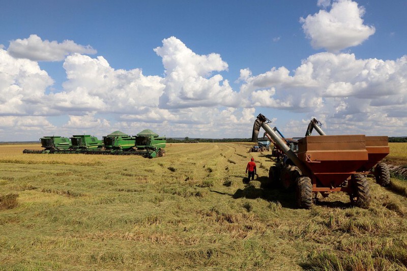 Com tÃ©cnicas de geraÃ§Ãµes, Santa Isabel do IvaÃ­ lidera produtividade do arroz irrigado no ParanÃ¡