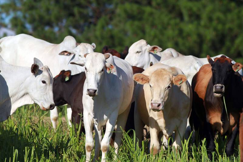 ParanÃ¡ conquista status internacional de Ã¡rea livre de febre aftosa sem vacinaÃ§Ã£o
