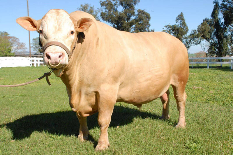 Primeira raÃ§a bovina desenvolvida no ParanÃ¡, PurunÃ£ ganha adeptos pelo Brasil