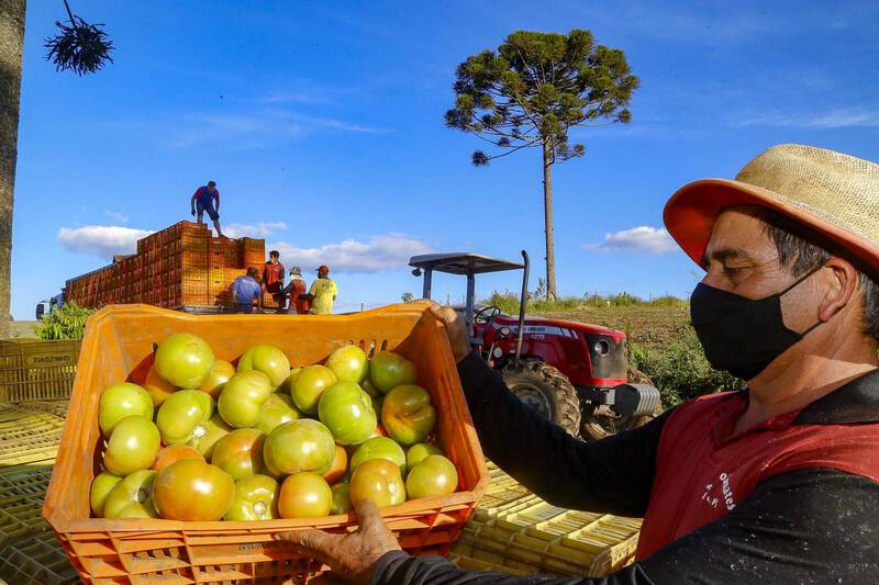 Com 18 milhÃµes de pÃ©s, tomate une diferentes geraÃ§Ãµes no municÃ­pio de Reserva