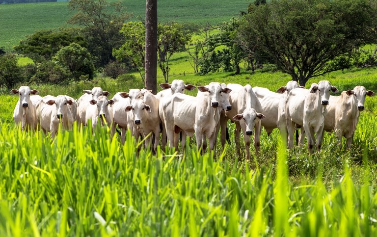 Com total de R$ 251,2 bilhÃµes, Plano Safra 21/22 aumenta recursos para tÃ©cnicas agrÃ­colas sustentÃ¡veis