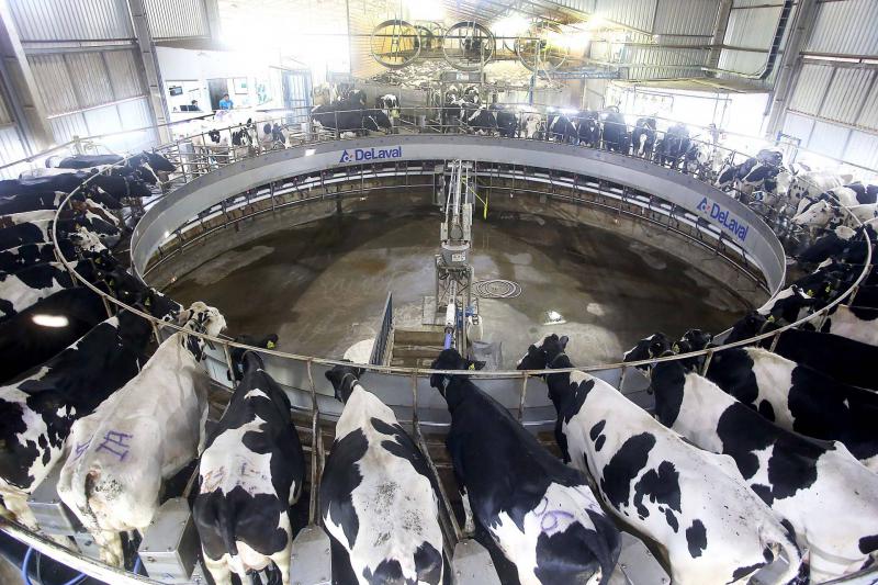 Software do IDR-ParanÃ¡ qualifica gestÃ£o de fazendas leiteiras e ajuda produtores