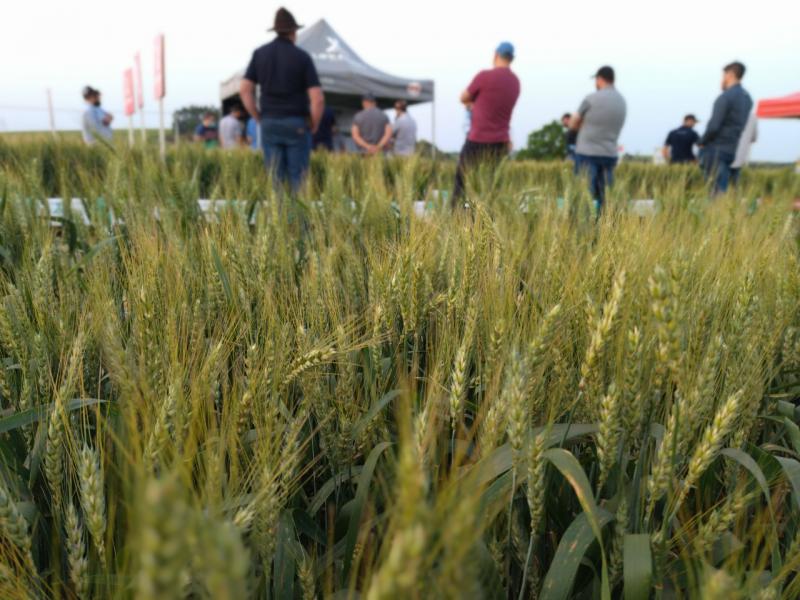 Cooperativa Coprossel realiza Tarde de Campo de Trigo no municÃ­pio do Porto Barreiro