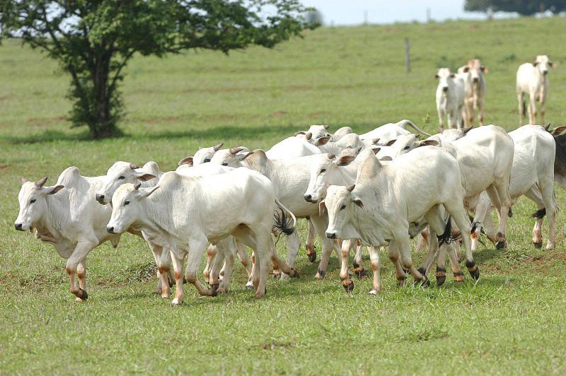No Dia Mundial Contra a Raiva, Adapar alerta sobre a importÃ¢ncia da vacinaÃ§Ã£o