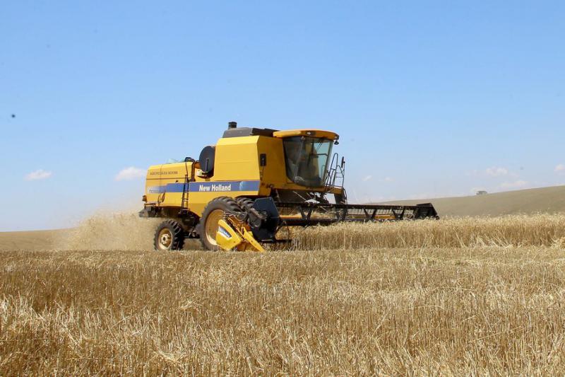 No ParanÃ¡, trigo chega Ã  reta final da colheita com preÃ§os em alta