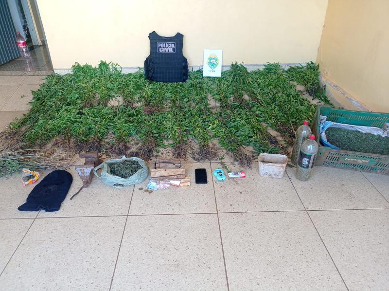 Rio Bonito: Policia apreende mais de 800 pÃ©s de maconha em propriedade rural