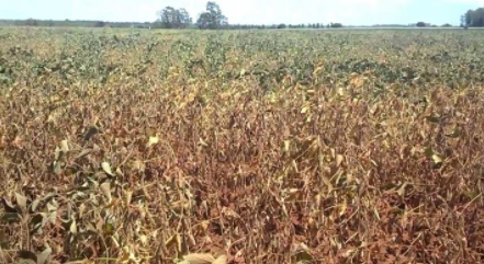 Perdas nas lavoras de soja na regiÃ£o de Laranjeiras do Sul jÃ¡ sÃ£o estimadas em 30 %