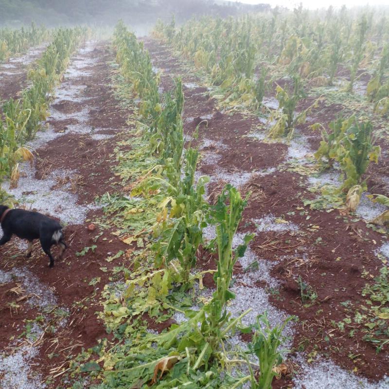 Intensa chuva de granizo surpreende moradores de Virmond e regiÃ£o
