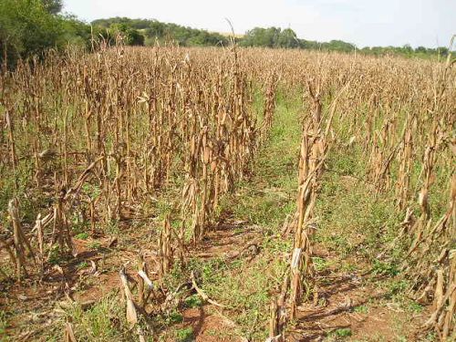 Prefeitura de Rio Bonito do IguaÃ§u realiza reuniÃ£o para discutir as perdas nas lavouras em razÃ£o da falta de chuvas