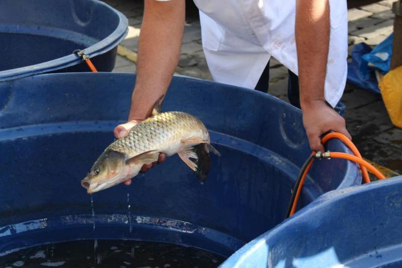 PEIXELAR vai realizar oito ediÃ§Ãµes da feira do peixe no lago municipal 
