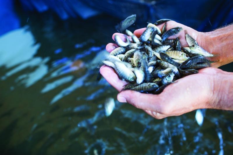 Campus Laranjeiras do Sul promove a Semana AcadÃªmica de Aquicultura 2022