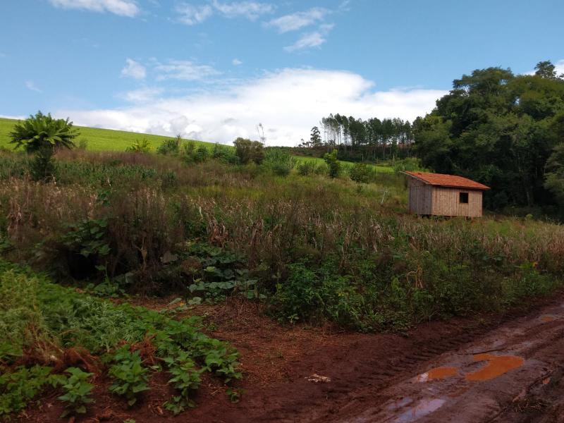 Virmond: Mais uma plantaÃ§Ã£o de maconha Ã© localizada pela Policia Civil no interior do municÃ­pio