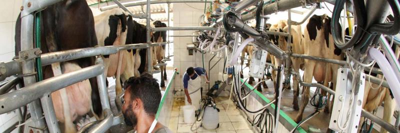 Conseleite-PR aponta reajuste de 10,47% no valor de referência no litro do leite pago ao produtor 