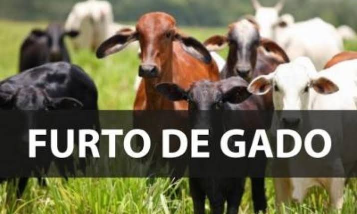 Rio Bonito: Ladrões de gado agem no interior do município