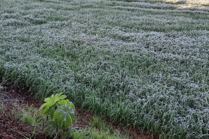 EstÃ¡ em operaÃ§Ã£o o serviÃ§o Alerta Geada, referÃªncia em apoio aos agricultores