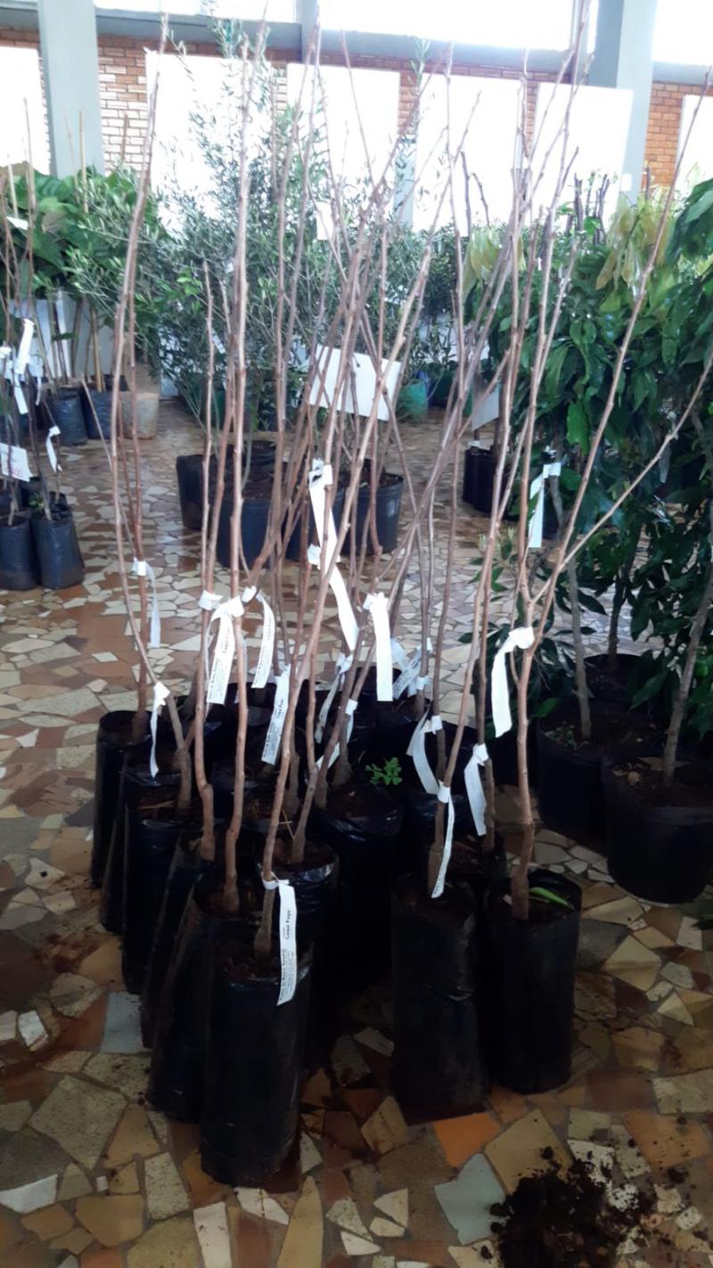 O Rotary Club de Laranjeiras do Sul estarÃ¡ promovendo a tradicional feira de mudas, com diversas opÃ§Ãµes de mudas frutÃ­feras, ornamentais e flores.