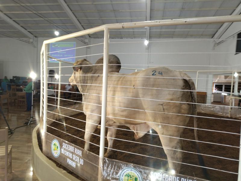 LeilÃ£o da Sociedade Rural de Laranjeiras do Sul movimentou mais de um milhÃ£o em negÃ³cios 
