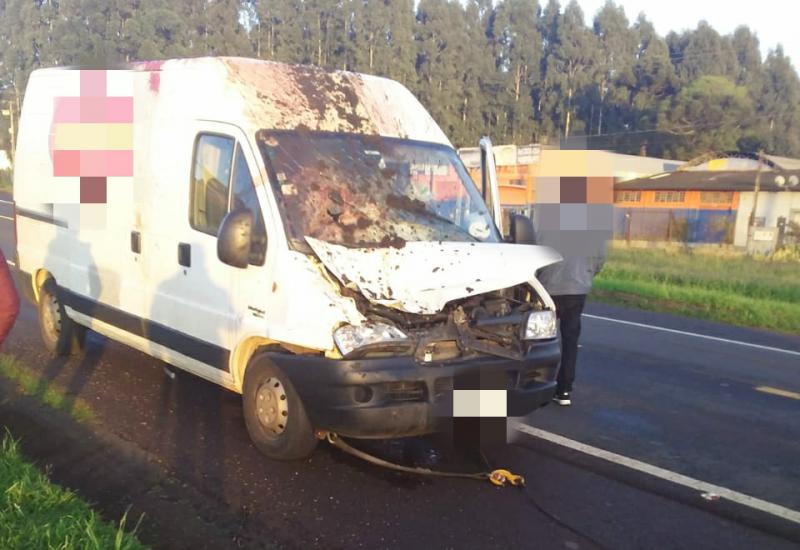 Laranjeiras: Cavalo morre apÃ³s ser atingido por veÃ­culo na BR 277 