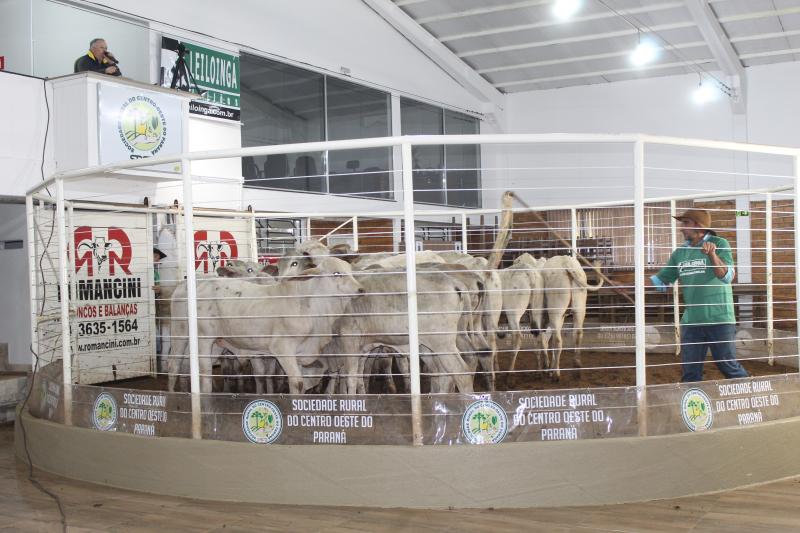 Leilão de Gado da Sociedade Rural de Laranjeira do Sul comercializou mais de 480 animais de corte 