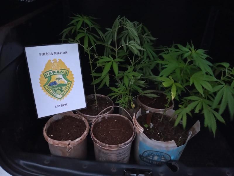 N. Laranjeiras: PM apreende vÃ¡rios pÃ©s de maconha na aldeia indÃ­gena 