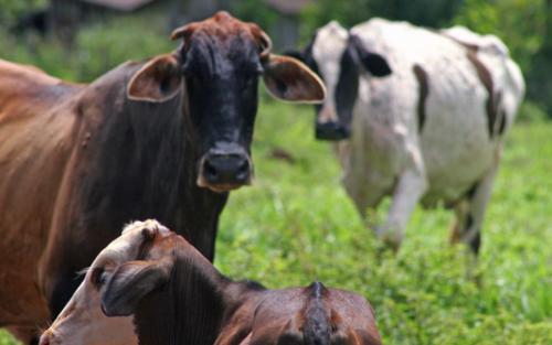N. Laranjeiras: Ladrões de gado agem no interior do município