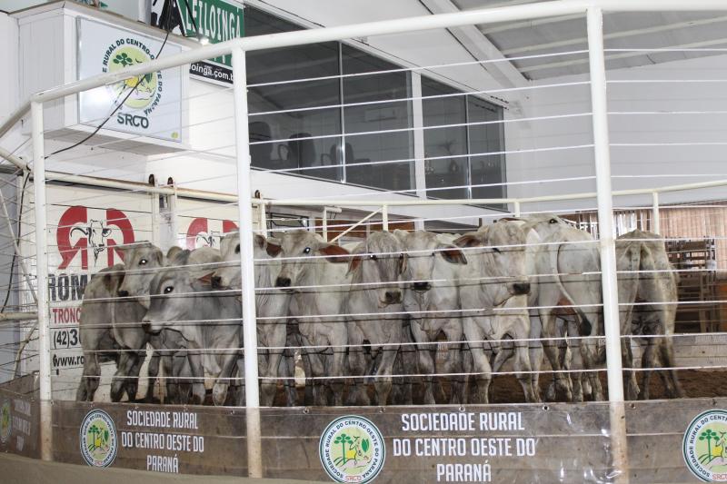 Sociedade Rural do Centro Oeste do ParanÃ¡, uma referÃªncia na produÃ§Ã£o de proteÃ­na animal 