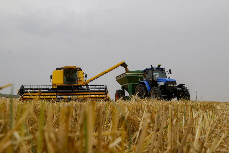 Deral-ProduÃ§Ã£o recorde brasileira de trigo reflete em queda no preÃ§o de farinhas especiais e pÃ£o