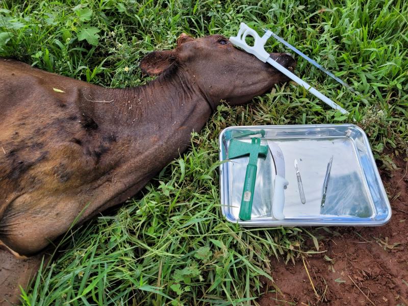 Rio Bonito do IguaÃ§u confirma caso de raiva bovina
