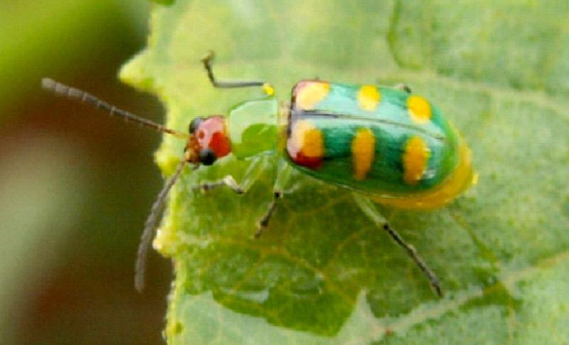 IDR-PR alerta produtores de hortaliÃ§as para combate Ã  vaquinha verde-amarela